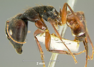 Camponotus rufifemur, major, side