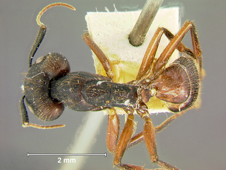 Camponotus rufifemur, major, top