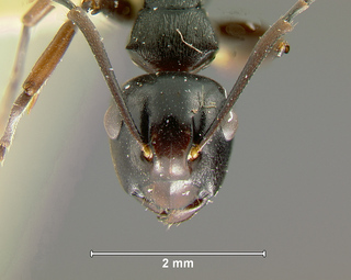 Polyrhachis aequalis, worker, head