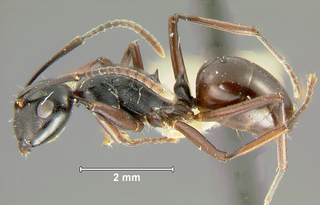 Polyrhachis aequalis, worker, side