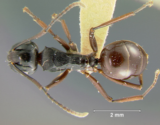 Polyrhachis aequalis, worker, top