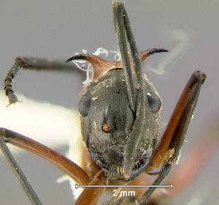 Polyrhachis bellicosa, worker, head
