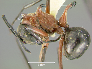 Polyrhachis bellicosa, worker, side
