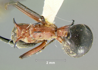 Polyrhachis bellicosa, worker, top