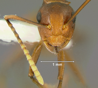 Polyrhachis thrinax, worker, head