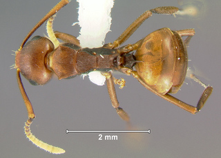 Polyrhachis thrinax, worker, top