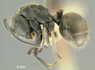 Polyrhachis zopyra, worker, side