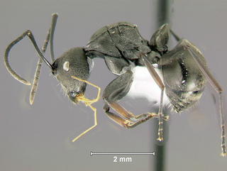 Polyrhachis carbonaria, worker, side