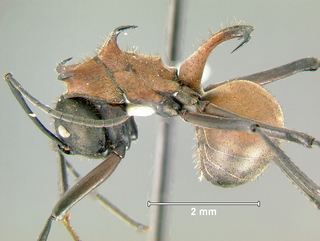 Polyrhachis mindanaensis, worker, side