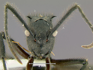 Polyrhachis nigropilosa, worker, head