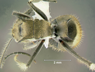 Polyrhachis obesior, worker, top