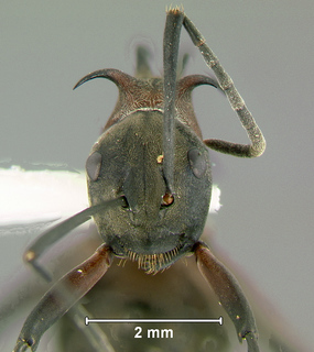 Polyrhachis olybria, worker, head