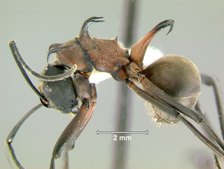 Polyrhachis olybria, worker, side