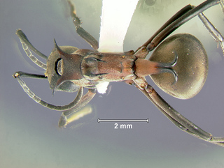 Polyrhachis olybria, worker, top