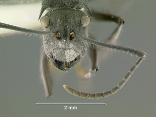 Polyrhachis pubescens, worker, head