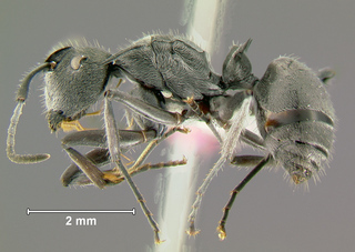 Polyrhachis pubescens, worker, side