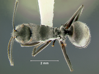 Polyrhachis pubescens, worker, top