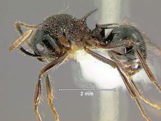 Polyrhachis rufipes, worker, side