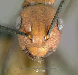 Polyrhachis saigonensis, worker, head closeup