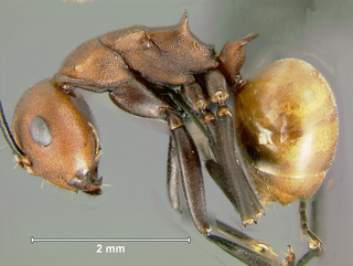 Polyrhachis saigonensis, worker, side