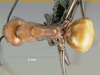 Polyrhachis saigonensis, worker, top