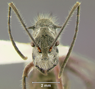 Polyrhachis sexspinosa, worker, head