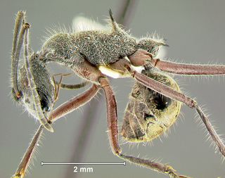 Polyrhachis sexspinosa, worker, side