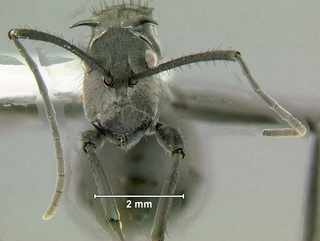 Polyrhachis villipes, worker, head