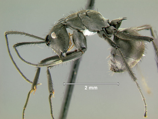Polyrhachis villipes, worker, side
