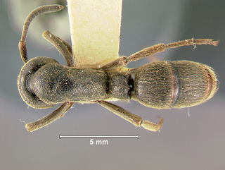 Pachycondyla tridentata, worker, top