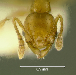 Pheidole clypeocornis, minor, head