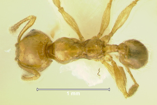 Pheidole clypeocornis, minor, top