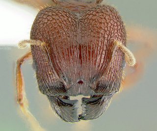 Pheidole quadricuspis, major, head