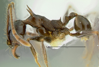 Pheidole quadricuspis, minor, side