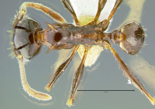 Pheidole quadricuspis, minor, top