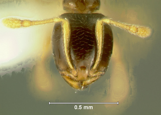 Pheidologeton pygmaeus, minor, head