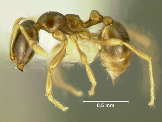 Pheidologeton pygmaeus, minor, side