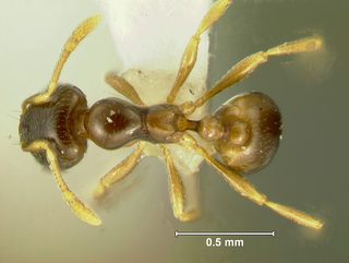 Pheidologeton pygmaeus, minor, top