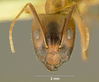 Camponotus variegatus dulcis, major, head