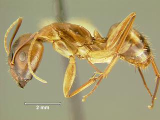 Camponotus variegatus dulcis, major, side