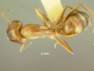 Camponotus variegatus dulcis, major, top