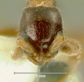Cerapachys longitarsus, worker, head