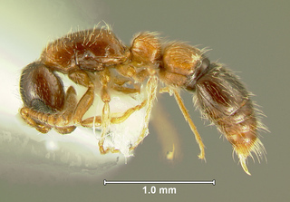 Cerapachys longitarsus, worker, side