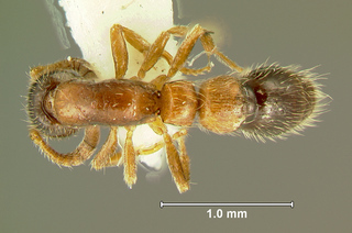 Cerapachys longitarsus, worker, top