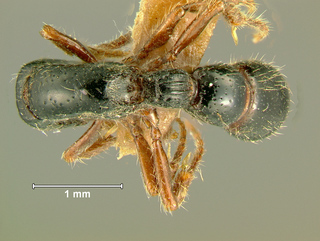 Cerapachys sulcinodis, worker, top