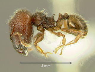 Pheidole sayapensis, major, side