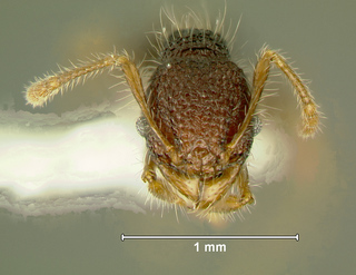Pheidole sayapensis, minor, head