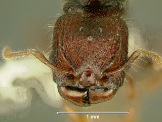 Pheidole sayapensis, queen, head