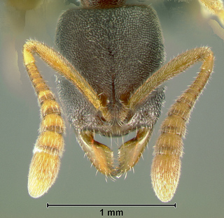 Hypoponera species, worker, head
