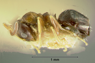 Lepisiota aurea, worker, side